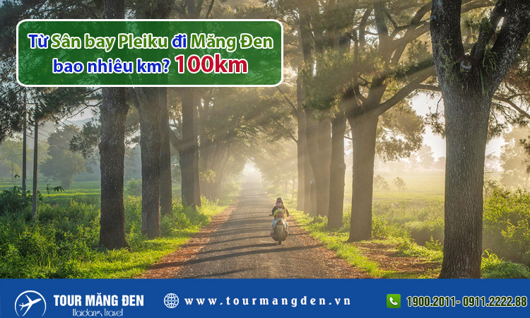 Con đường xuyên rừng thông trăm tuổi tại Gia Lai, điểm dừng chân lý tưởng trên hành trình từ sân bay Pleiku