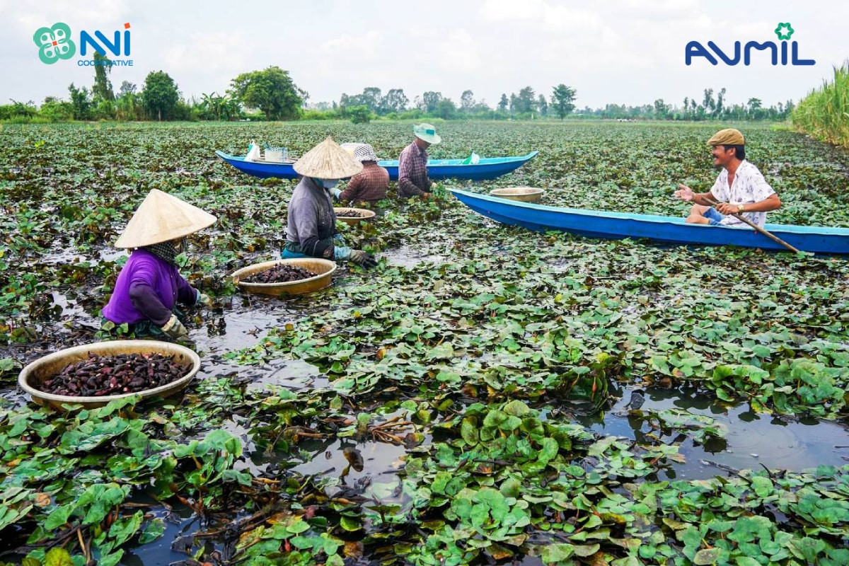 Củ ấu mọc ở đâu trên những cánh đồng nước mênh mông