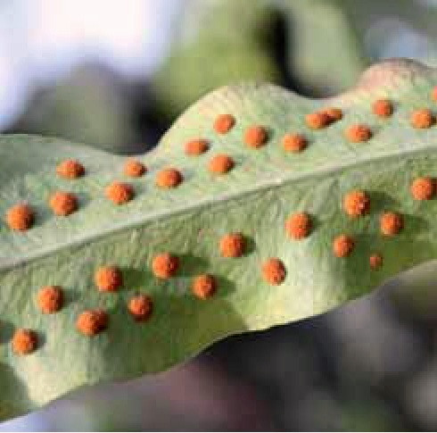 cụm túi bao tử (sori) dưới lá dương xỉ, nơi chứa các túi bào tử để phát tán