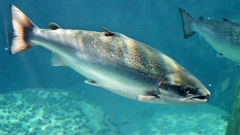 Đặc điểm sinh học cá hồi