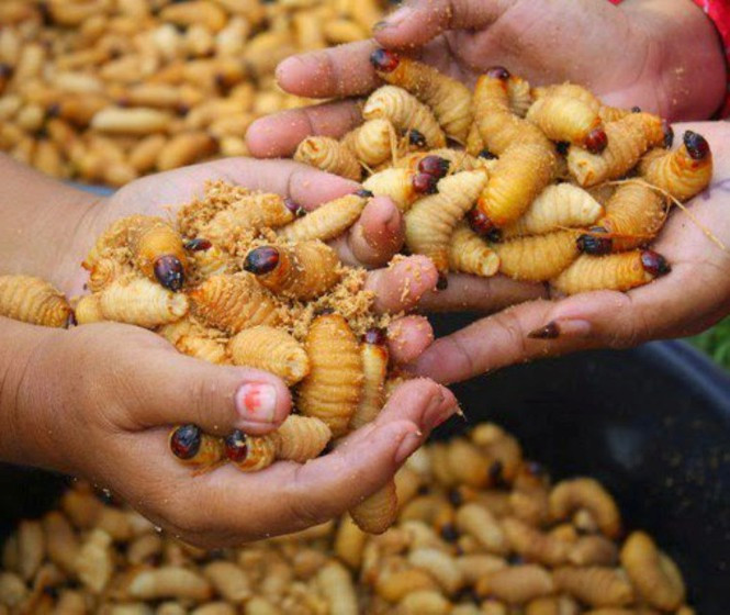 Đuông dừa béo ngậy, một đặc sản miền Tây đang được nhiều người tìm mua giống đuông dừa ở đâu để kinh doanh hoặc thưởng thức.