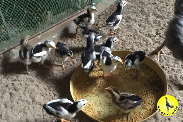 Gà đòn con nhanh nhẹn