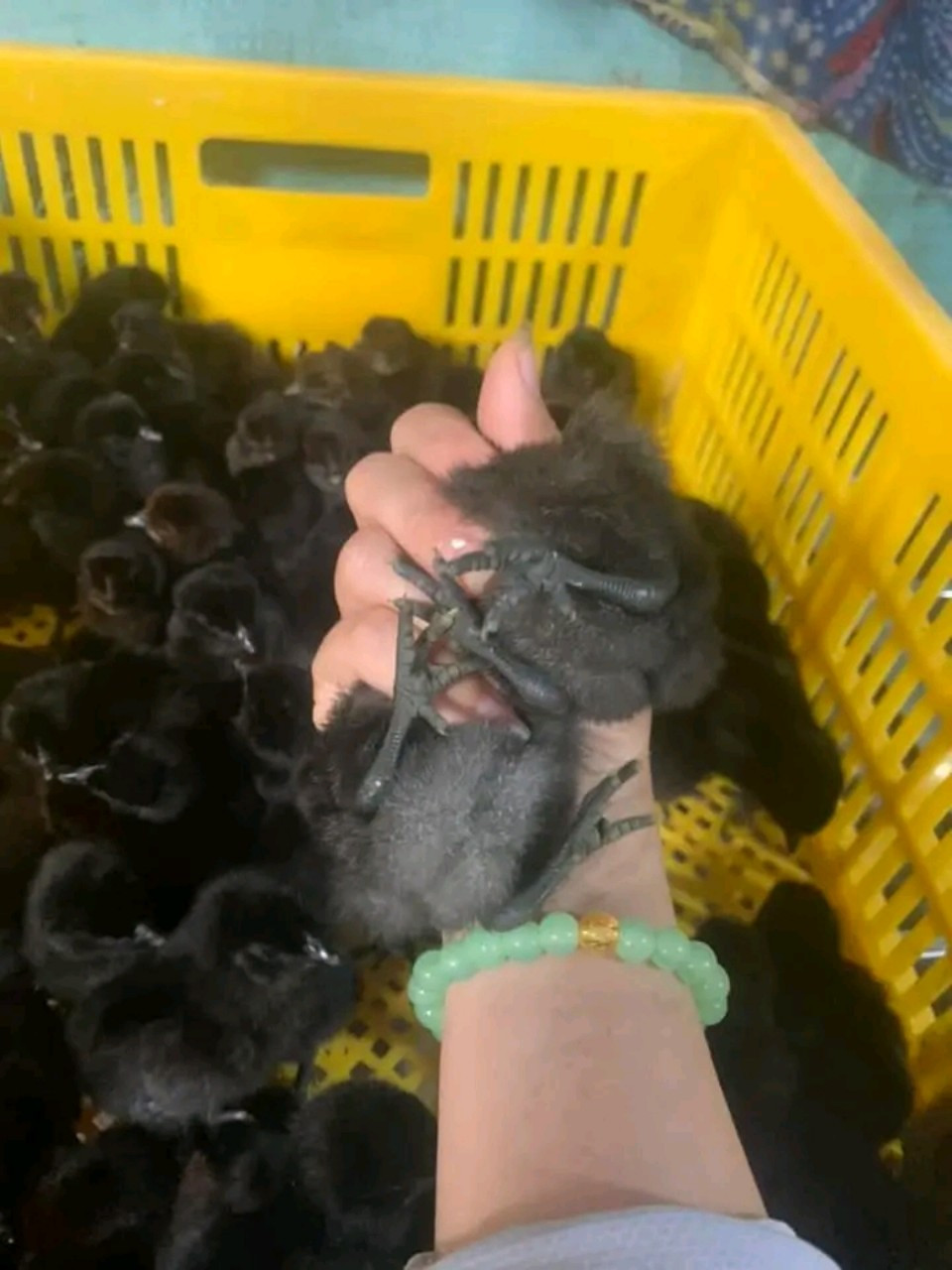 Giống gà đen H'Mông con 3 ngày tuổi khỏe mạnh, phù hợp chăn nuôi