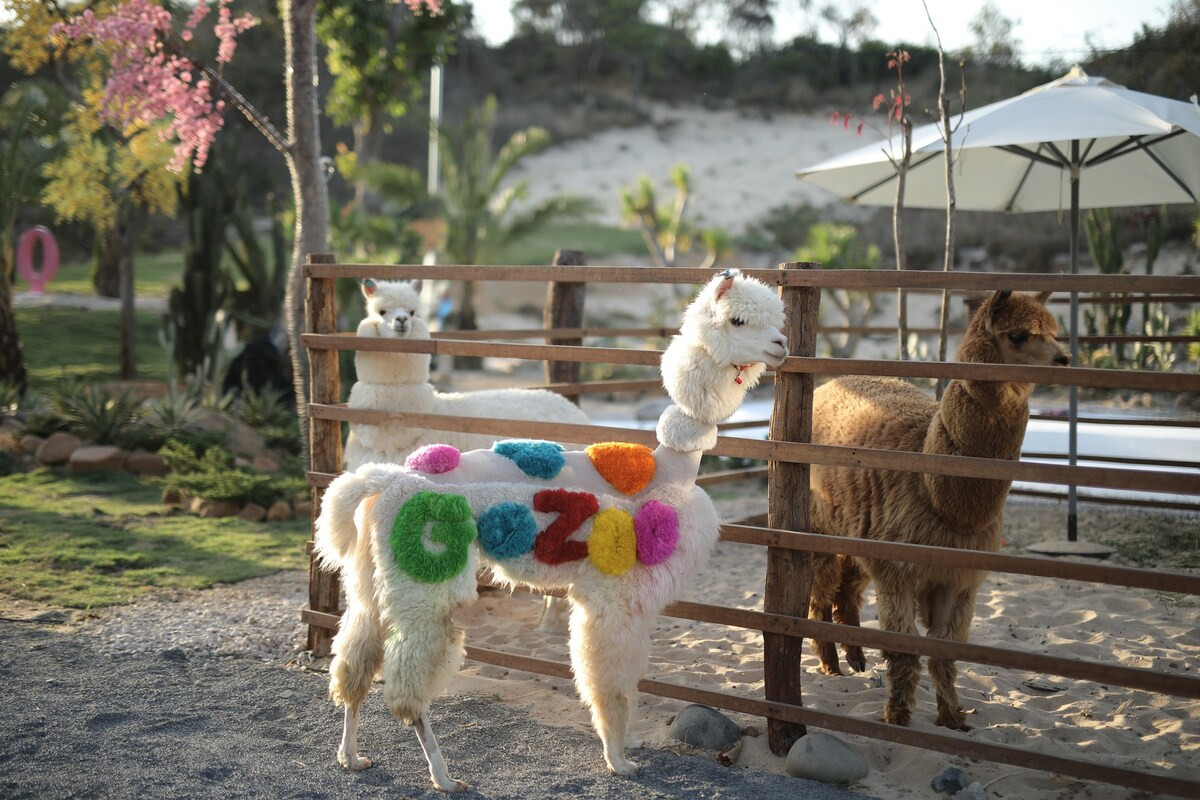 Làng Chài Phước Hải Ở Đâu? Khám Phá Vẻ Đẹp Bình Yên Vũng Tàu GoZoo Farm Vũng Tàu