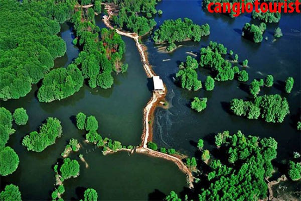 Hệ sinh thái rừng ngập mặn Cần Giờ với kênh rạch và thảm thực vật xanh tươi.