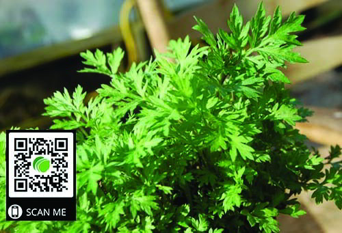 Hình ảnh minh họa các bó ngải cứu tươi sạch được bày bán tại chợ