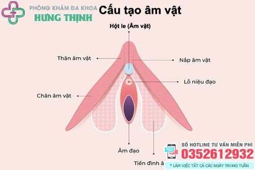 Hình ảnh minh họa cấu tạo phức tạp của hột le (âm vật) trong cơ thể nữ giới