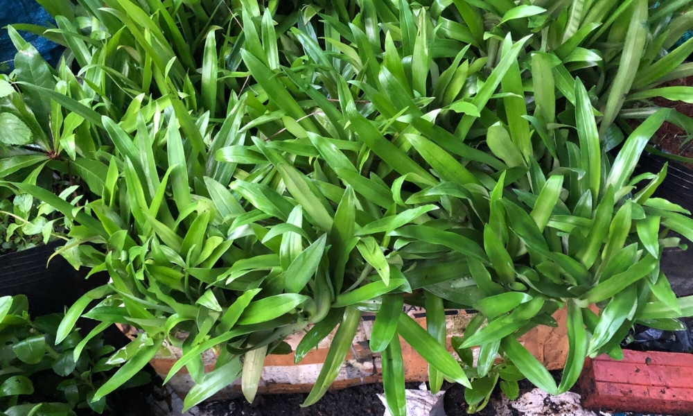 Hình ảnh mô tả tổng quan về cây linh chi thảo, loài thảo dược quý hỗ trợ sức khỏe