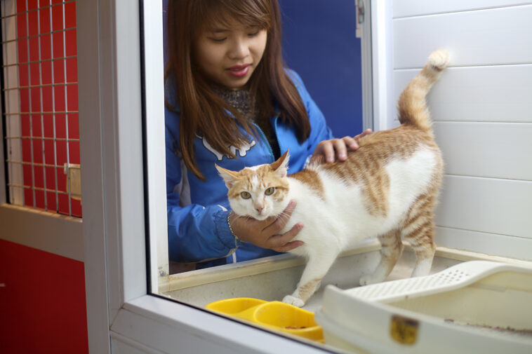 Hình ảnh một chú chó đang ngủ yên bình với hộp thuốc bên cạnh, tượng trưng cho việc sử dụng thuốc ngủ cho chó