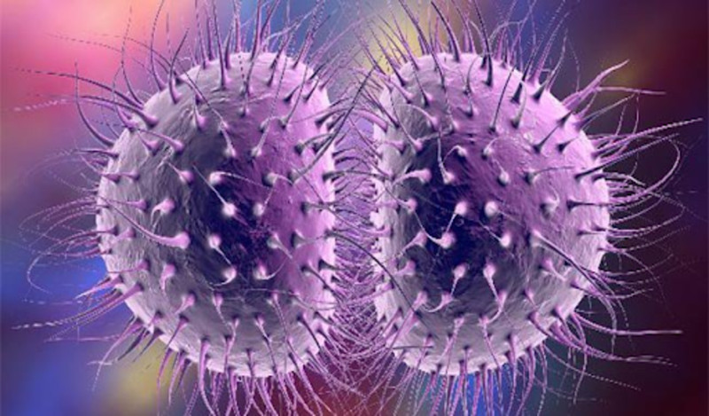 Hình ảnh vi khuẩn Neisseria gonorrhoeae gây bệnh lậu dưới kính hiển vi