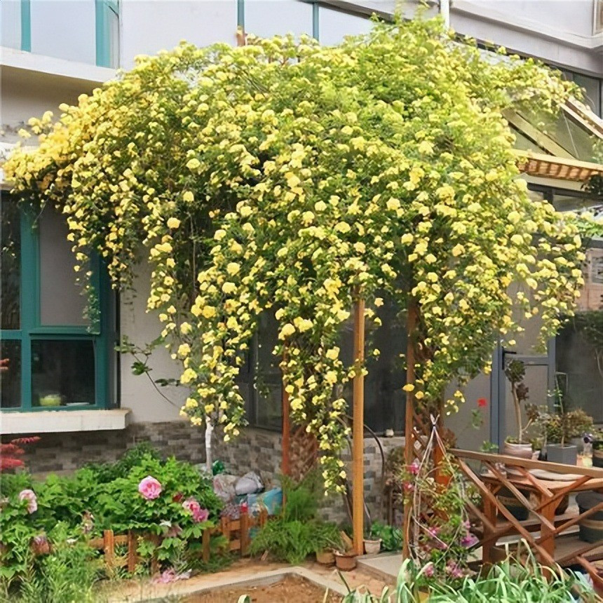 Hồng mân côi là cây dây leo, gần như không có gai, lý tưởng cho giàn leo