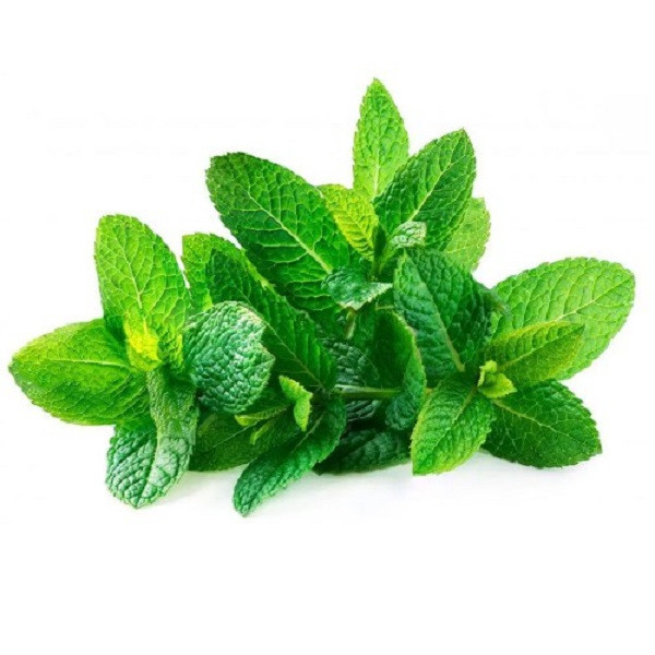 Lá Bạc Hà Mua Ở Đâu: Hướng Dẫn Chi Tiết Địa Điểm và Lợi Ích Lá Bạc Hà Mua Ở Đâu: Hướng Dẫn Chi Tiết Địa Điểm và Lợi Ích