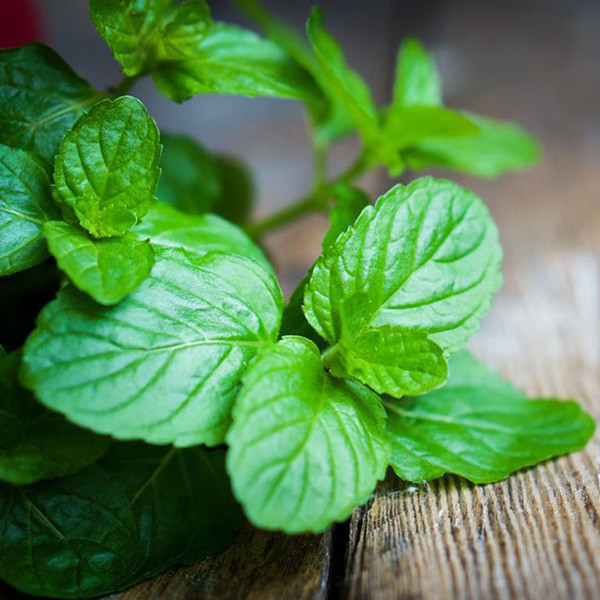 Lá Bạc Hà Mua Ở Đâu: Hướng Dẫn Chi Tiết Địa Điểm và Lợi Ích Lá Bạc Hà Mua Ở Đâu: Hướng Dẫn Chi Tiết Địa Điểm và Lợi Ích