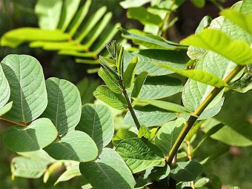 Lá muồng trâu mọc ở đâu trong tự nhiên và công dụng của nó