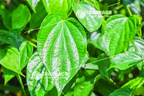 lá trầu không tươi mua ở đâu cho chất lượng tốt nhất