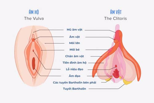 Vị Trí Của **Hột Le Nằm Ở Đâu** Trên Cơ Thể Nữ Giới? Minh họa chức năng của hột le
