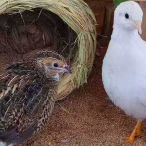 Một chú gà Rutin với bộ lông đặc trưng đang đứng trong chuồng được trang bị đầy đủ phụ kiện