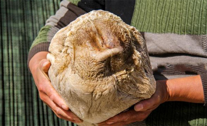 Nấm linh chi thái tuế quý hiếm mọc trong môi trường tự nhiên