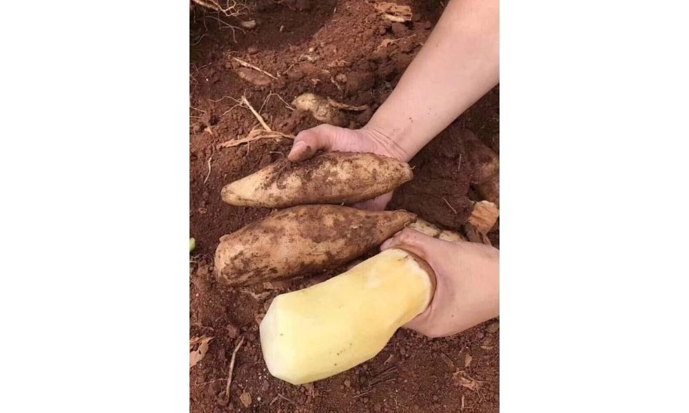 Người nông dân kiểm tra giống khoai sâm đất trước khi trồng