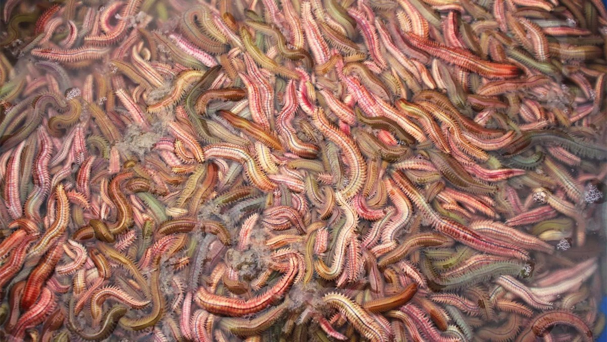 Những con rươi tươi ngon, đặc sản vùng miền