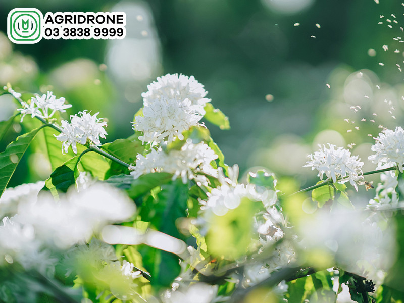 Những đồi cà phê xanh mướt trải dài dưới nắng vàng ở Tây Nguyên, Việt Nam