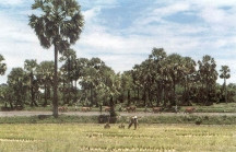 Nông dân Khmer đang sử dụng công cụ cày hai trâu