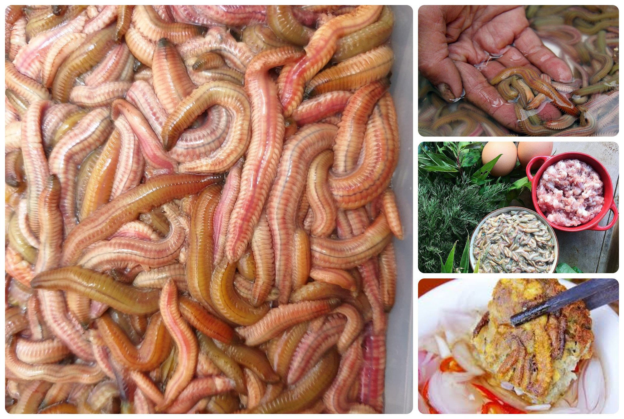 Rươi đặc sản nước lợ