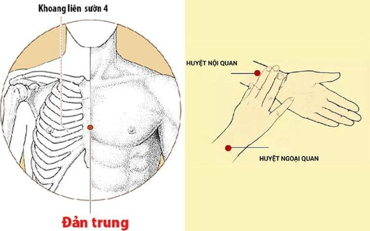 Sơ đồ chỉ rõ vị trí huyệt đản trung ở đâu trên lồng ngực con người.