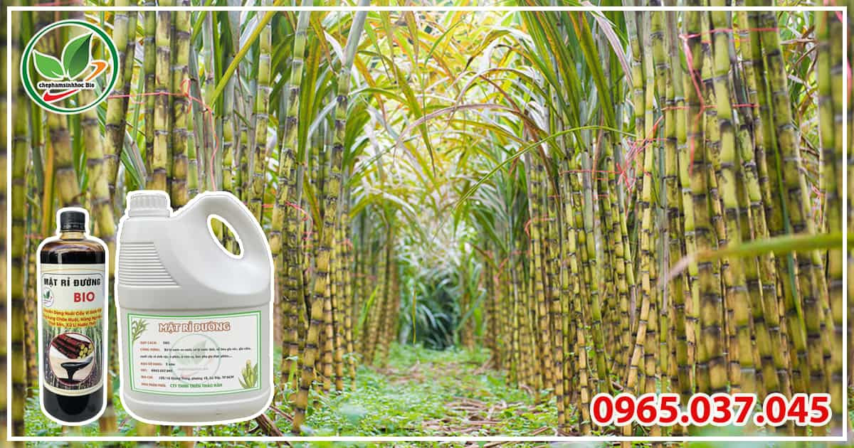 Thành phần dinh dưỡng của mật rỉ đường, chiết xuất từ cây mía