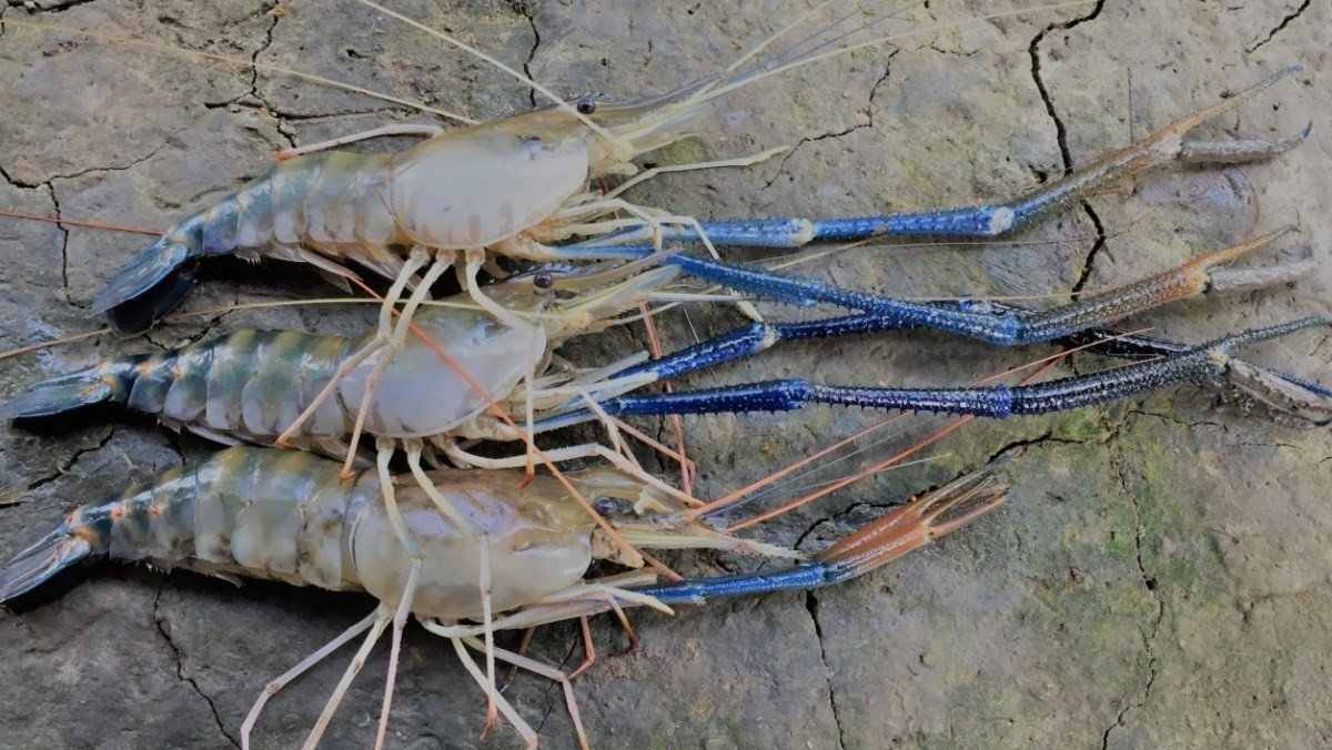 Tôm càng xanh, một loài tôm nước ngọt khổng lồ, thường sống ở đâu trong môi trường tự nhiên