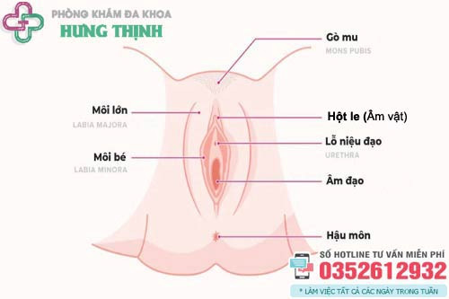 Tổng quan về hột le và vị trí của nó