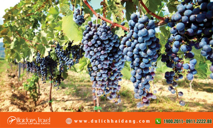 Từ Nha Trang đi Bình Thuận Bao Nhiêu Km: Phân Tích Cơ Hội Bất Động Sản