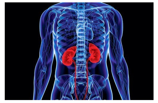 Vị trí chính xác của thận trong cơ thể người