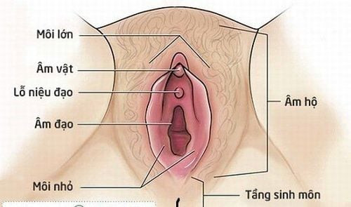 Vị trí giải phẫu của tầng sinh môn trong cơ thể phụ nữ