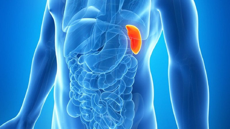 Vị trí lá lách nằm ở đâu trong khoang bụng con người