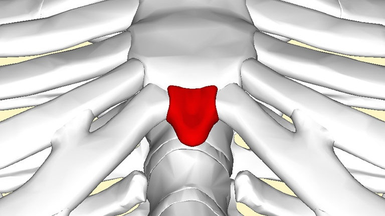 Vị trí xương mỏ ác nằm ở đầu ức người