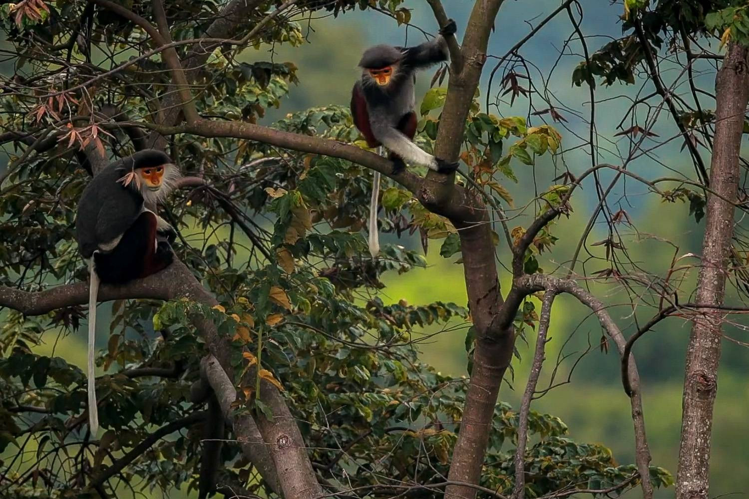 Vượn Chà vá chân nâu tại Vườn Quốc gia Phong Nha - Kẻ Bàng