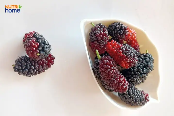 Dâu Tằm Dâu Tằm