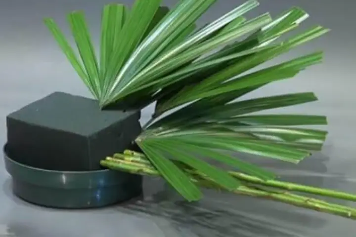 Bước 2: Tiến Hành Tỉa Lá