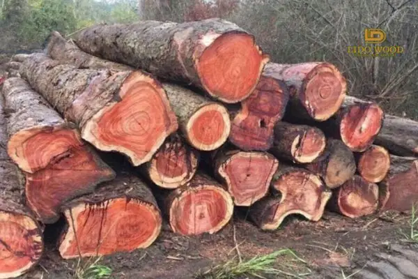 Giá Gỗ Tự Nhiên