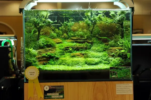 Giá Bể Cá Cảnh Thủy Sinh