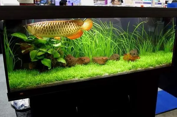 Giá Bể Cá Rồng Đẹp