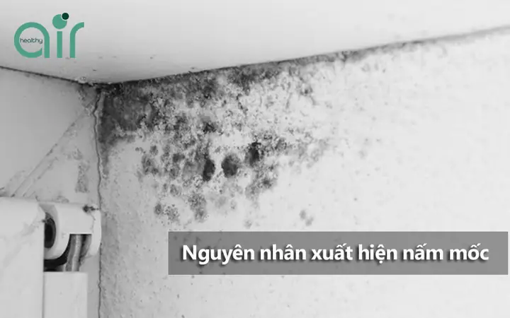 Nguyên Nhân Dẫn Đến Phòng Ngủ Xuất Hiện Mùi Hôi, Mùi Ẩm Mốc