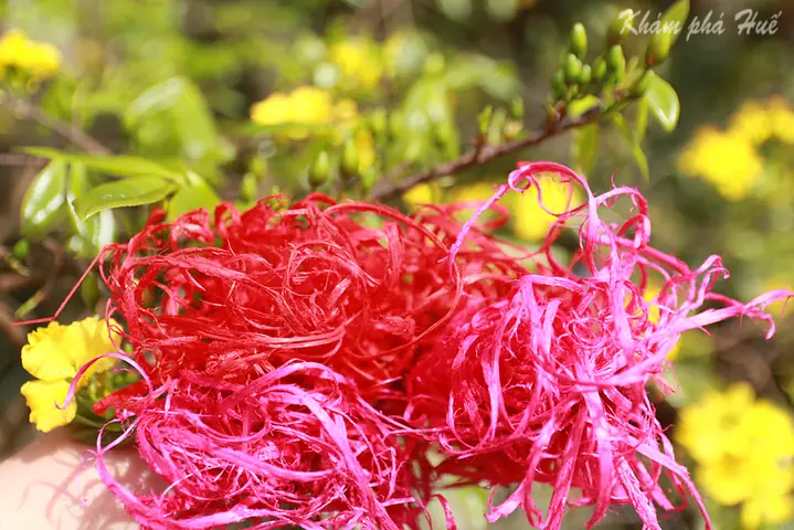 Lễ Cúng Bổn Mạng Đầu Năm Ở Huế