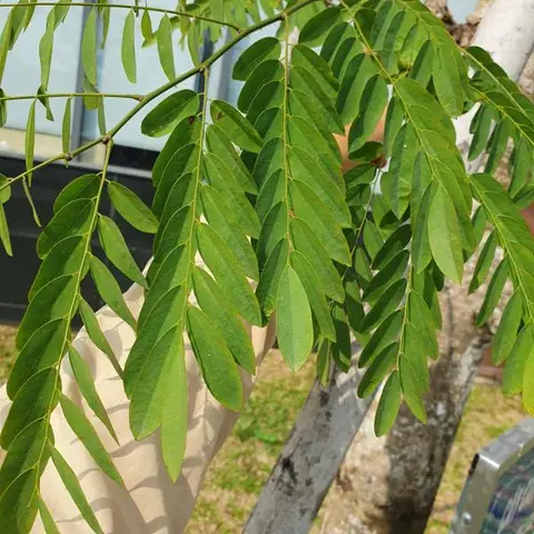 Cách Phân Biệt Gỗ Cẩm Lai