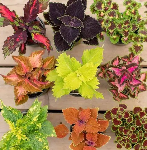 18. Cây Xanh Trang Trí 18. Cây Xanh Trang Trí