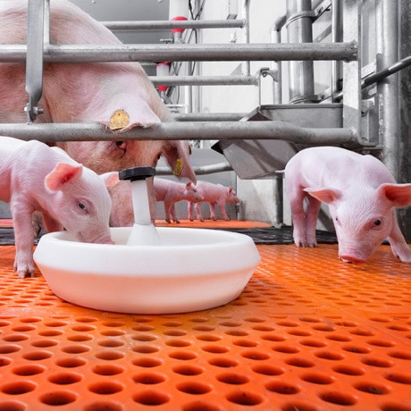 Cận cảnh một đàn heo giống khỏe mạnh đang được theo dõi tại trang trại