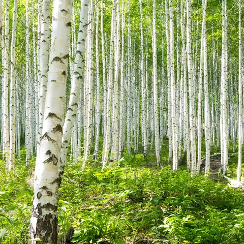 Cây Bạch Dương – Hơn Cả Một Biểu Tượng Văn Hóa Nga.