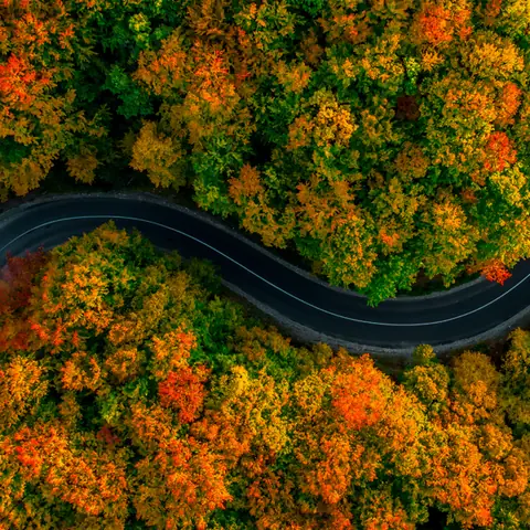 Cây Bạch Dương – Hơn Cả Một Biểu Tượng Văn Hóa Nga.