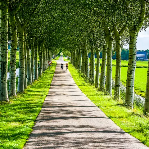 Cây Bạch Dương – Hơn Cả Một Biểu Tượng Văn Hóa Nga.